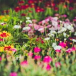 Colorful Garden Flowers